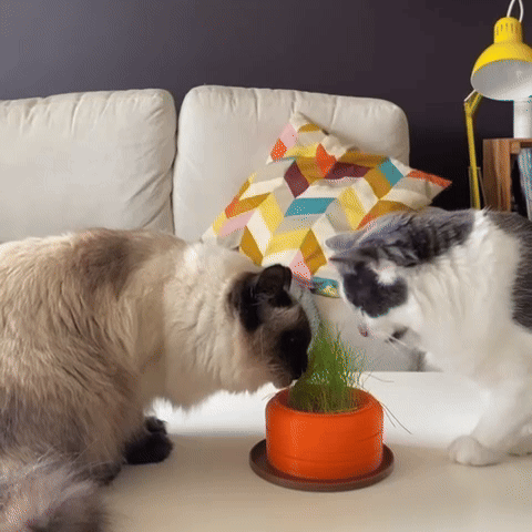 Cat Grass Hydro Planter