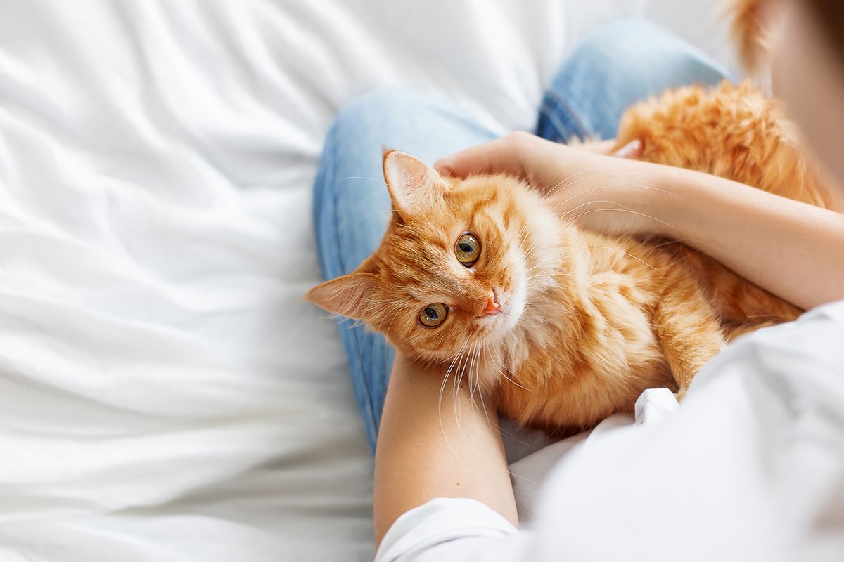 For Cat Lovers
