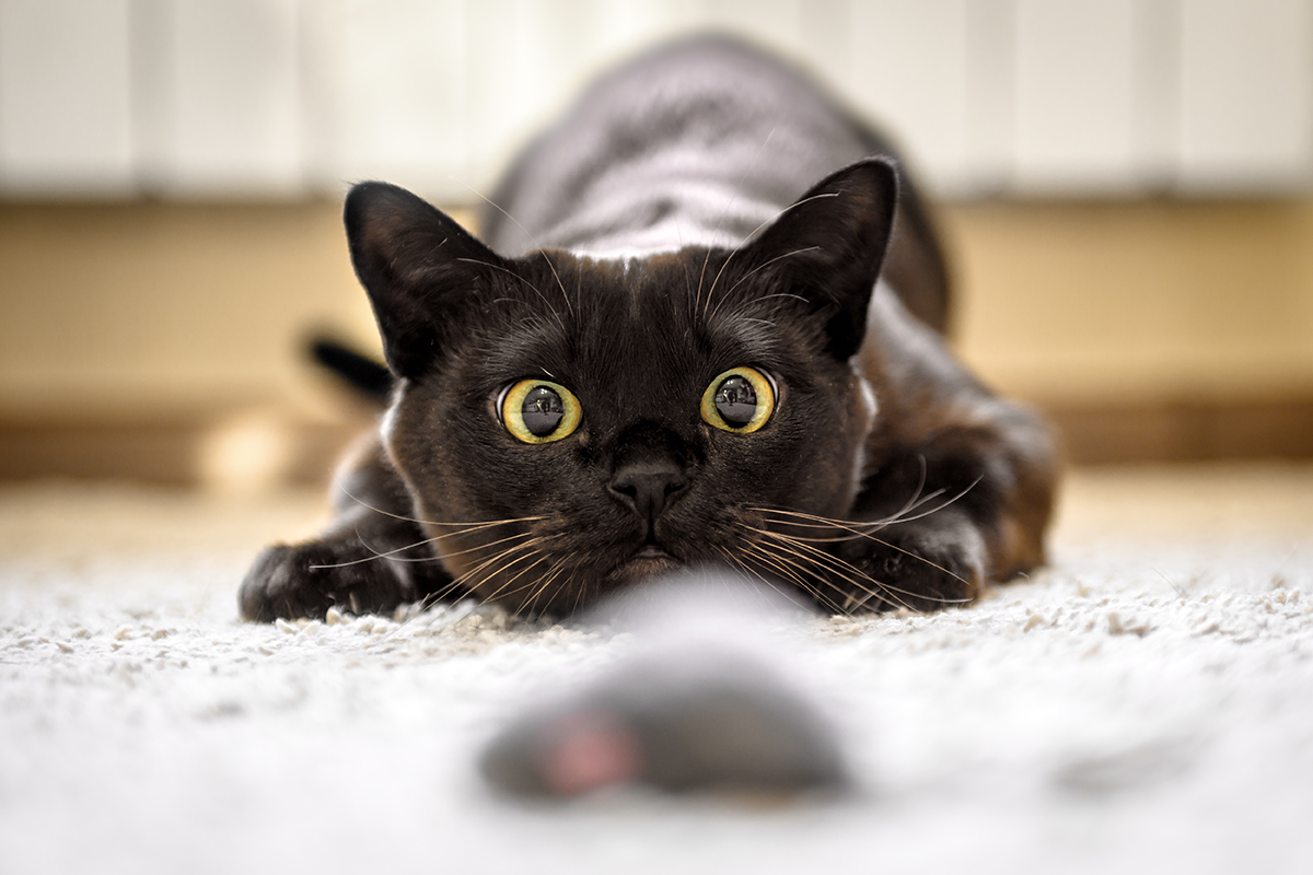 For Cats