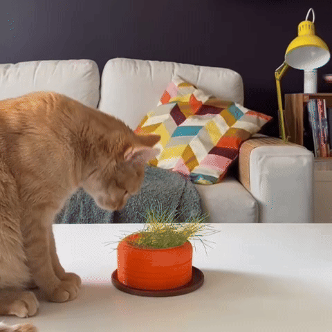 Cat Grass Hydro Planter