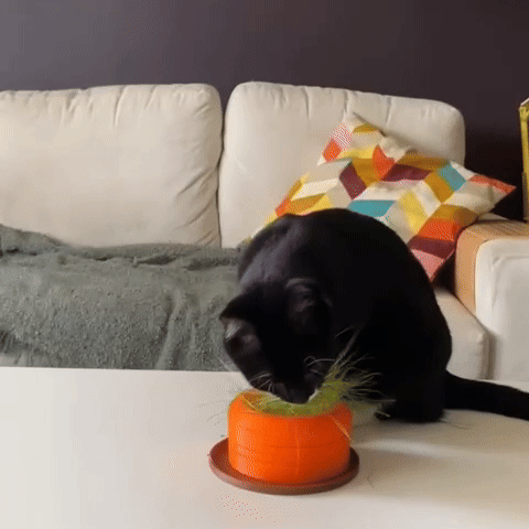 Cat Grass Hydro Planter