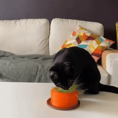 Cat Grass Hydro Planter