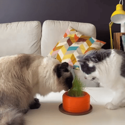 Cat Grass Hydro Planter